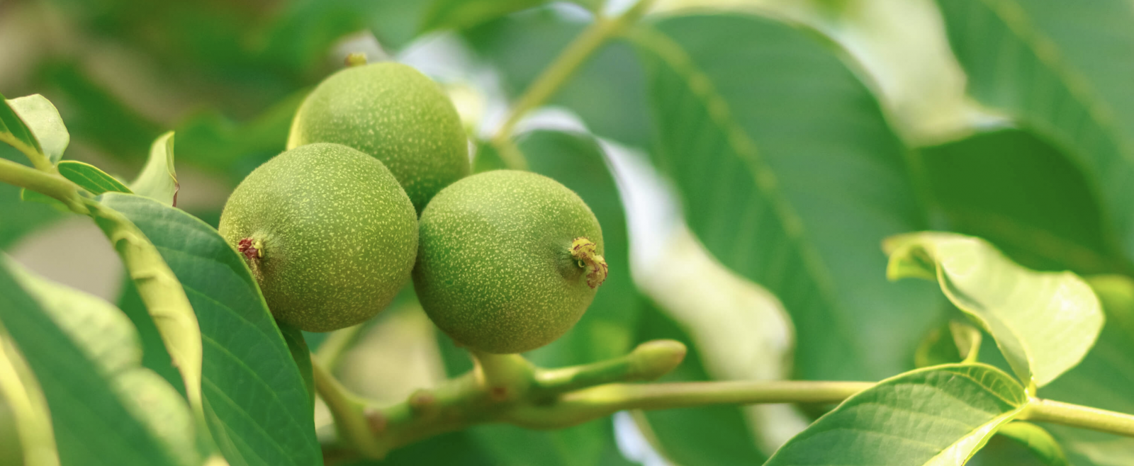 Quipasur y Fertiglobal: La alianza que promete ser protagonista del mercado de nutrición vegetal chileno