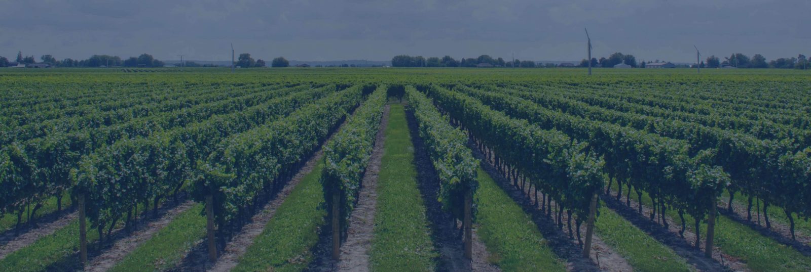 Fertilizantes líquidos de calidad certificada, formulados para cada suelo: Dosificación exacta y máxima producción